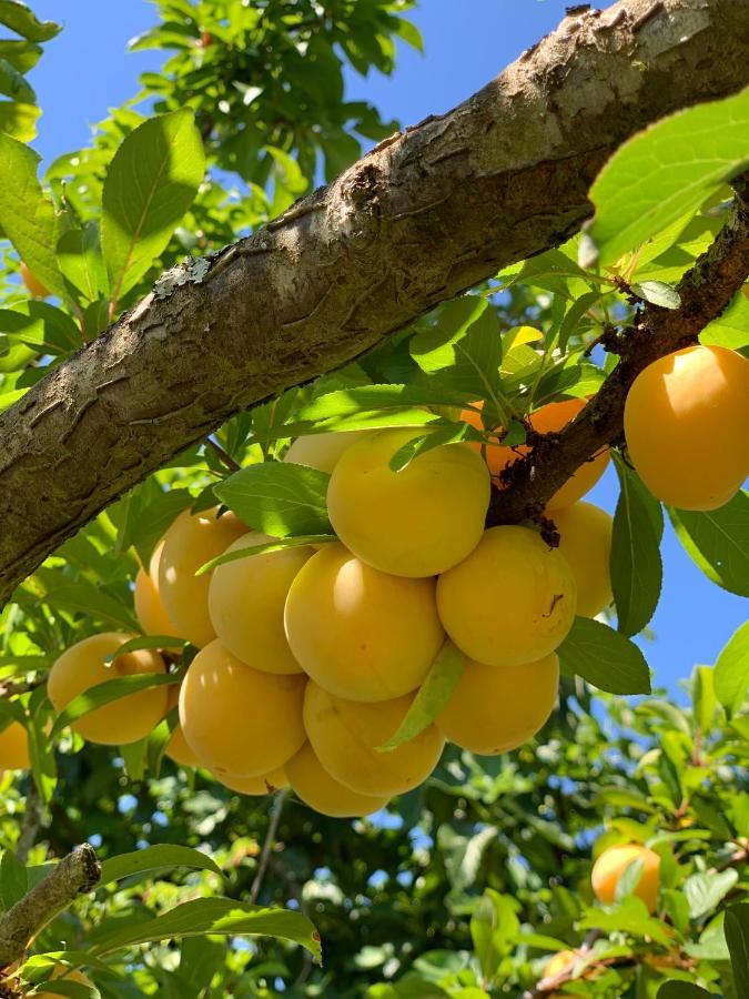 Quinta Dos Girassois Fz Lägenhet Ferreira do Zêzere Exteriör bild